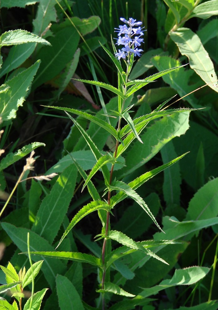 Изображение особи Veronica longifolia.