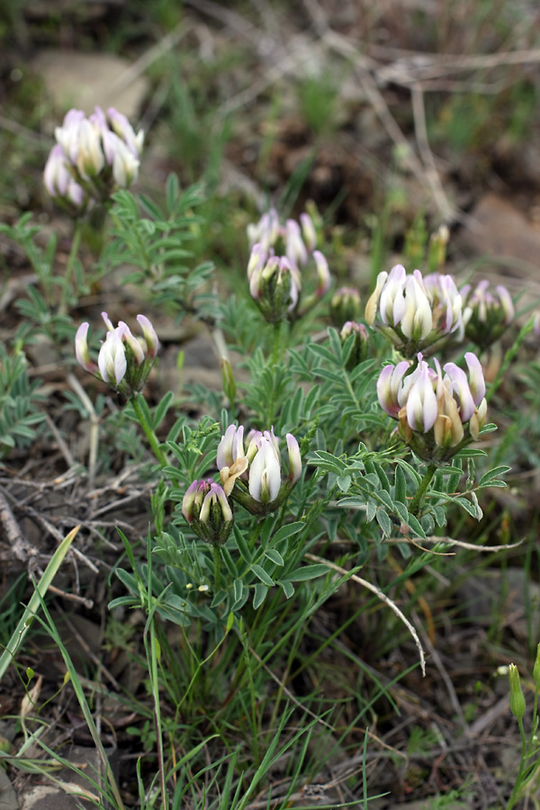 Изображение особи род Astragalus.