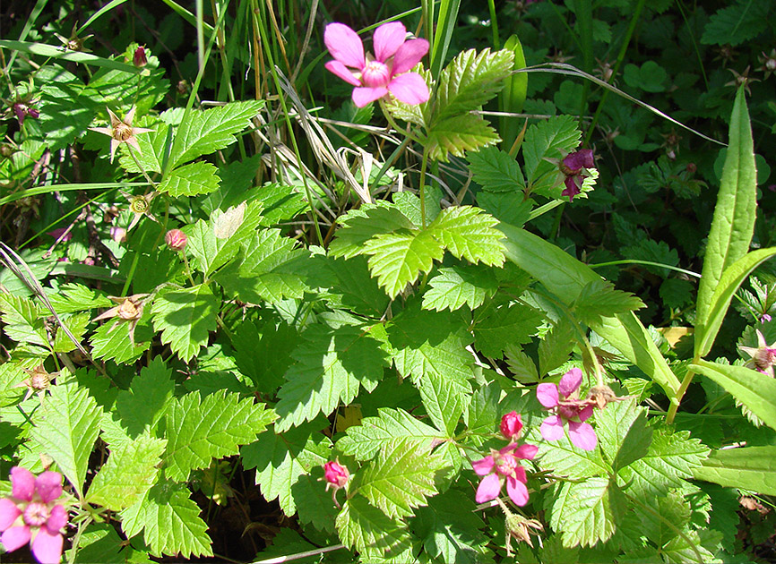 Изображение особи Rubus arcticus.