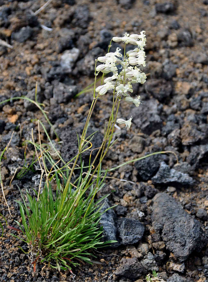 Изображение особи Silene chamarensis.