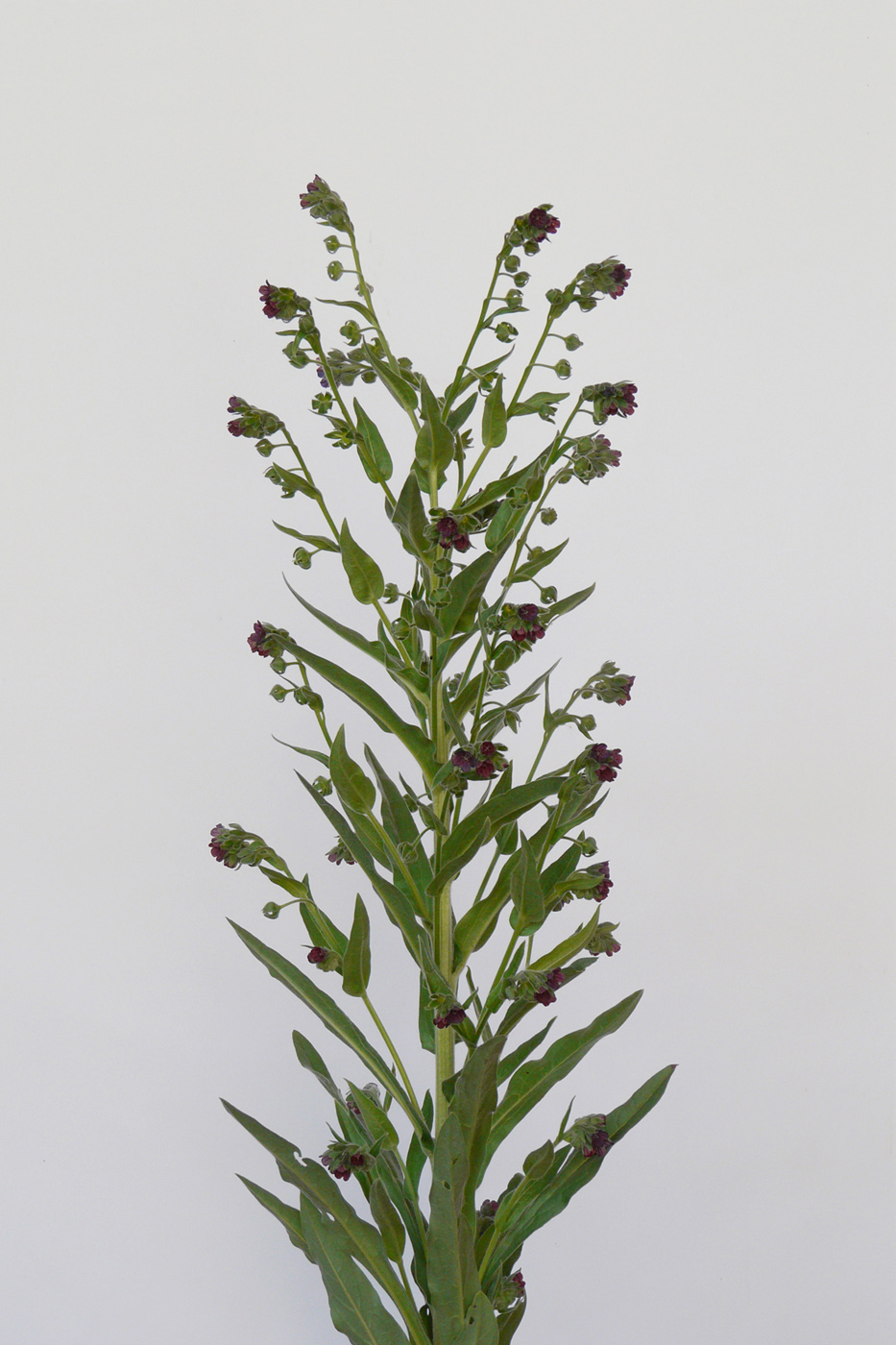 Image of Cynoglossum officinale specimen.