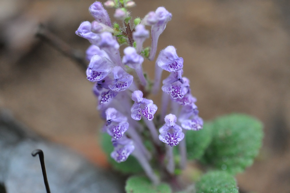 Image of Scutellaria indica specimen.