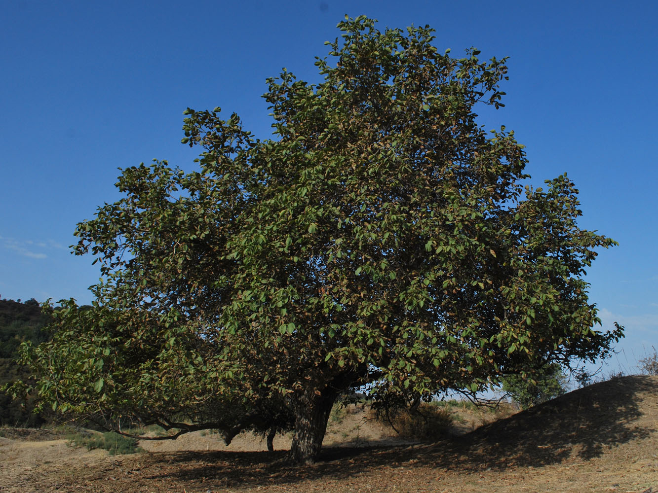 Image of Juglans regia specimen.