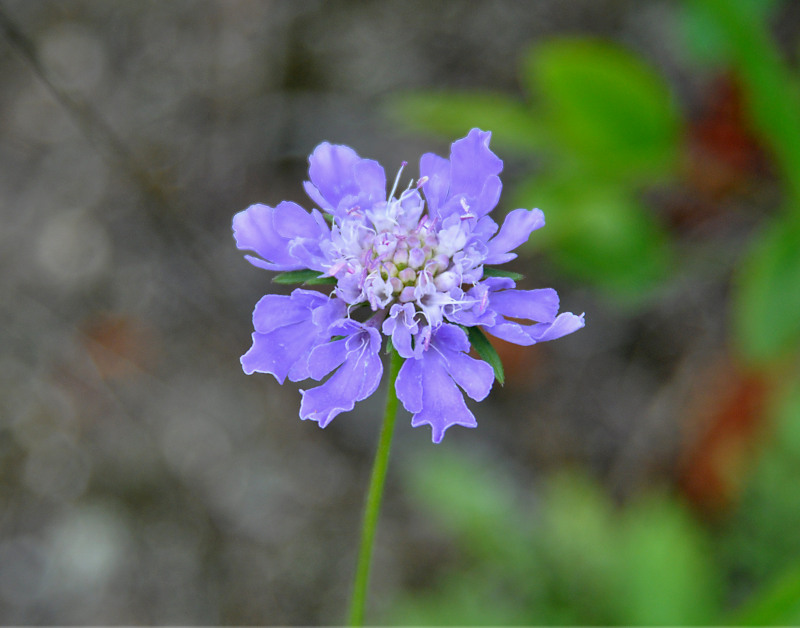 Image of Scabiosa lachnophylla specimen.