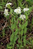 Noccaea ferganensis