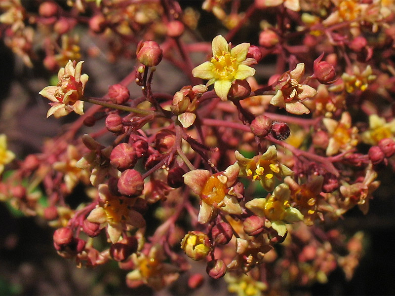 Изображение особи Cotinus coggygria.