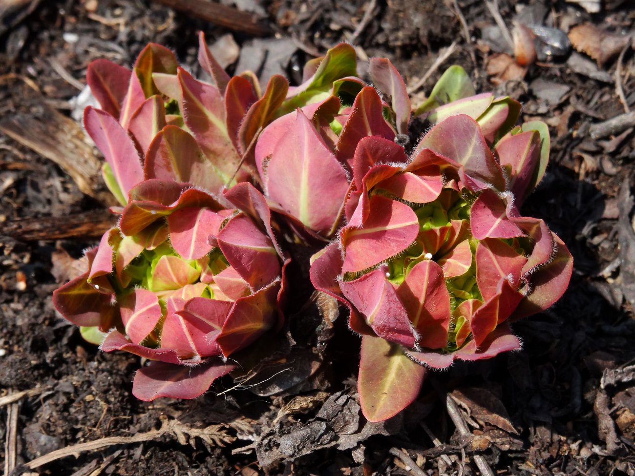 Изображение особи Euphorbia komaroviana.