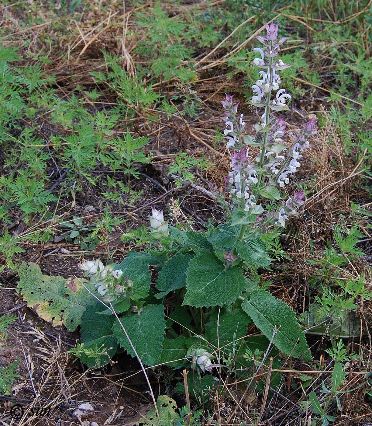 Image of Salvia sclarea specimen.