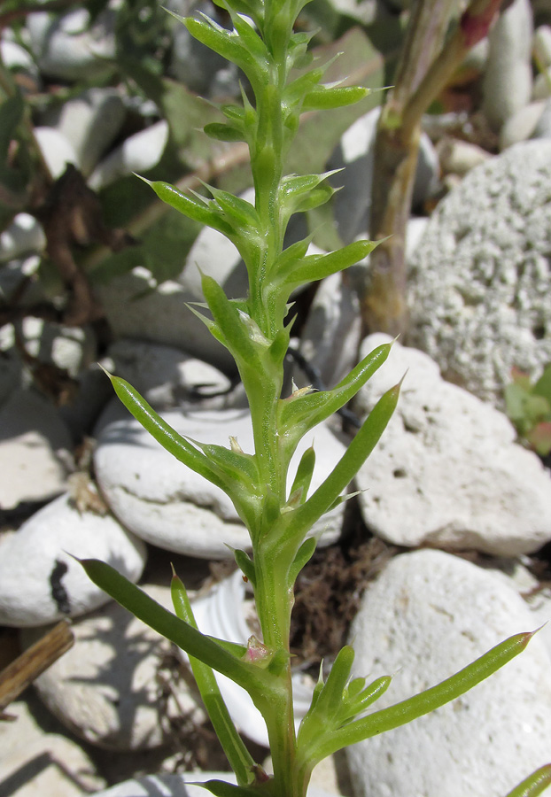 Image of Salsola tragus specimen.