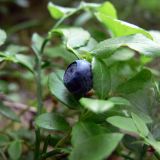 Vaccinium myrtillus. Плод. Свердловская обл., окр. г. Североуральск, моховой сосняк с елью. 23.07.2008.