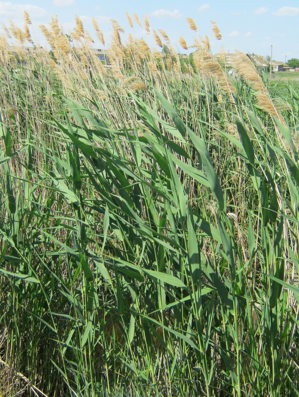 Изображение особи Phragmites australis.