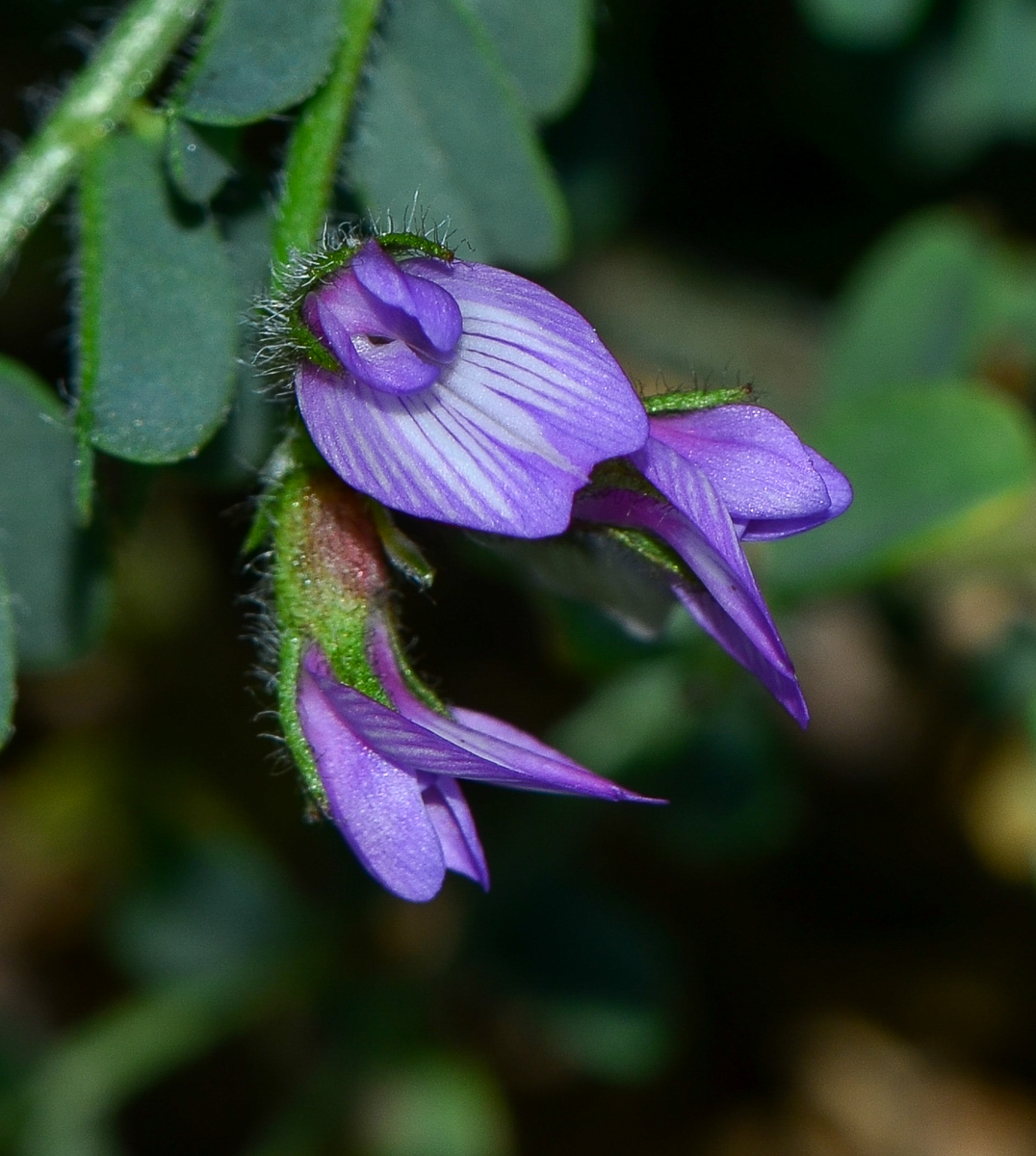 Изображение особи Astragalus mareoticus.