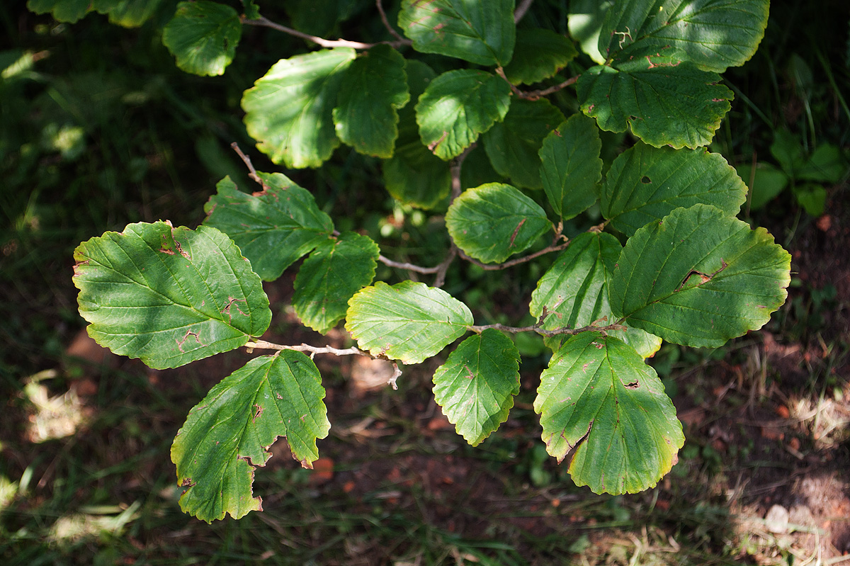 Изображение особи Hamamelis japonica.