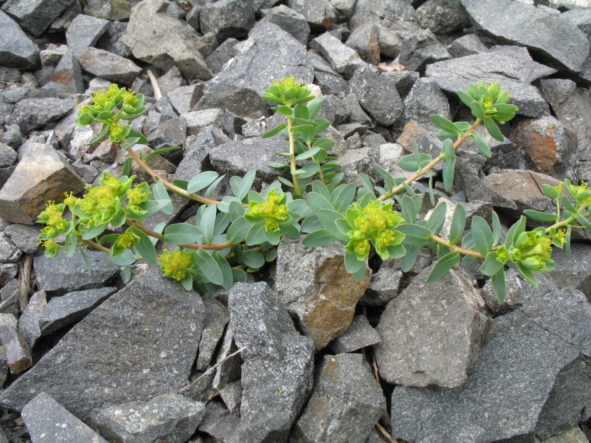 Image of Euphorbia pachyrrhiza specimen.