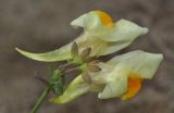 Linaria japonica. Цветки на верхушке побега. Приморский край, Шкотовский р-н, окр. с. Речица, на песках у моря. 30.06.2016.