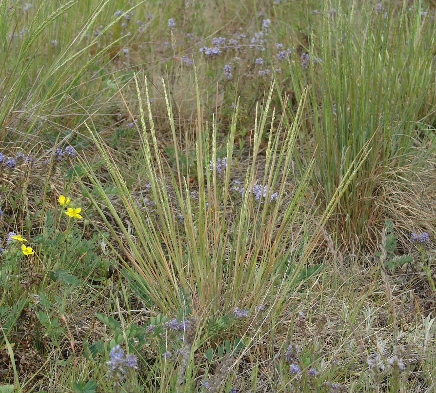 Image of genus Poa specimen.