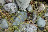 Stellaria crassifolia