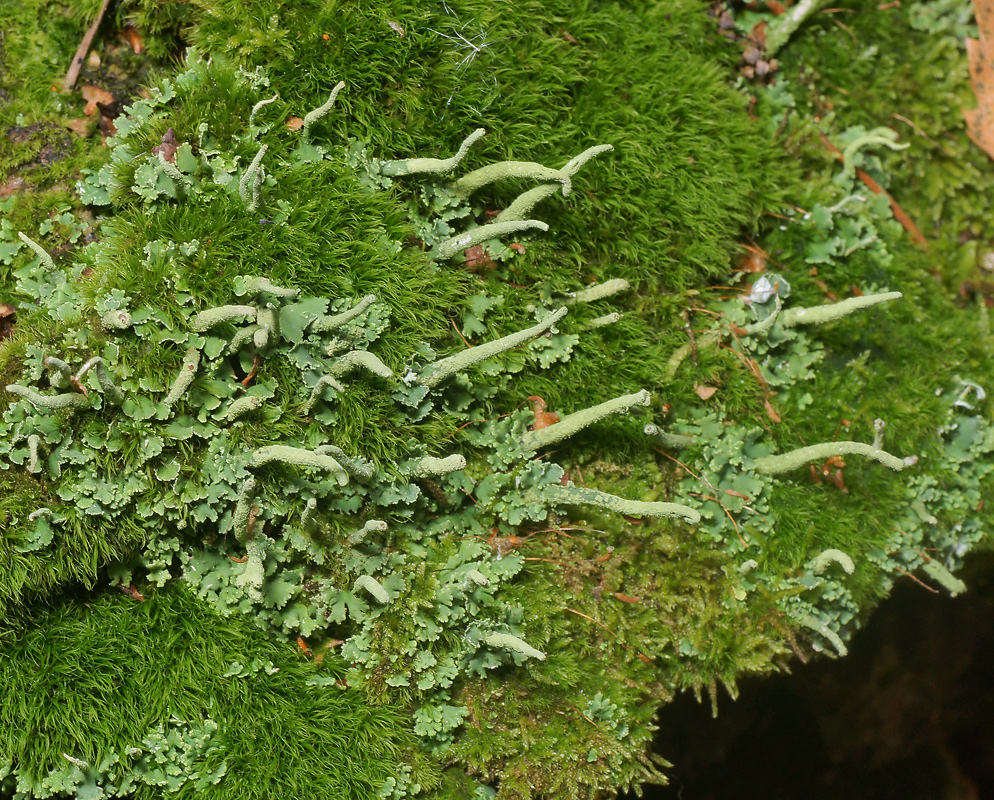 Изображение особи Cladonia coniocraea.