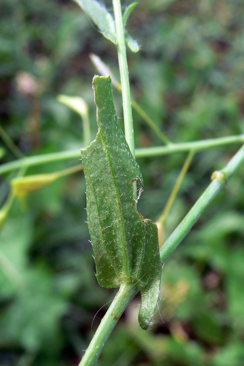 Image of Capsella bursa-pastoris specimen.