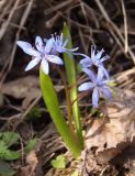 Scilla bifolia. Цветущее растение. Украина, г. Запорожье, о-в Хортица, северо-западный берег острова, под деревьями. 08.03.2015.