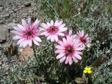 Tragopogon ruber