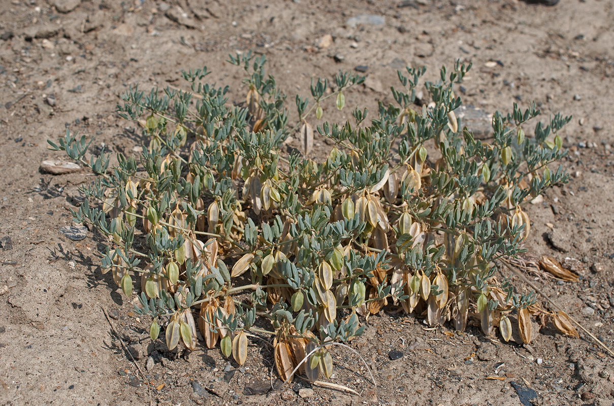 Image of Zygophyllum pterocarpum specimen.