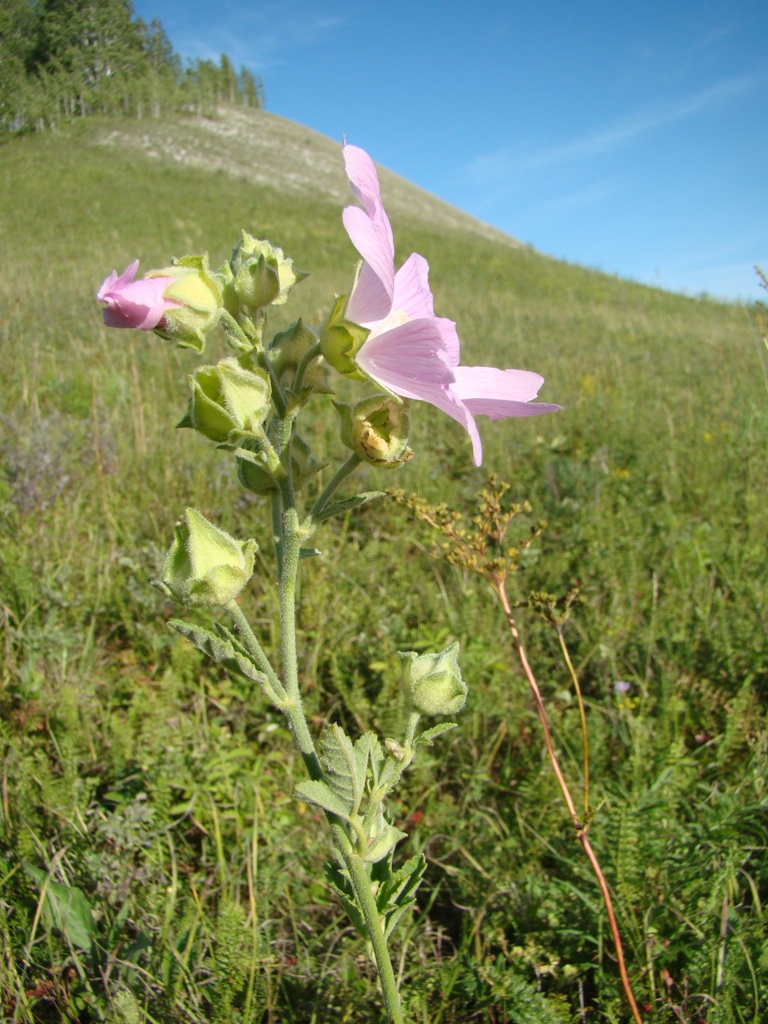 Image of Malva thuringiaca specimen.