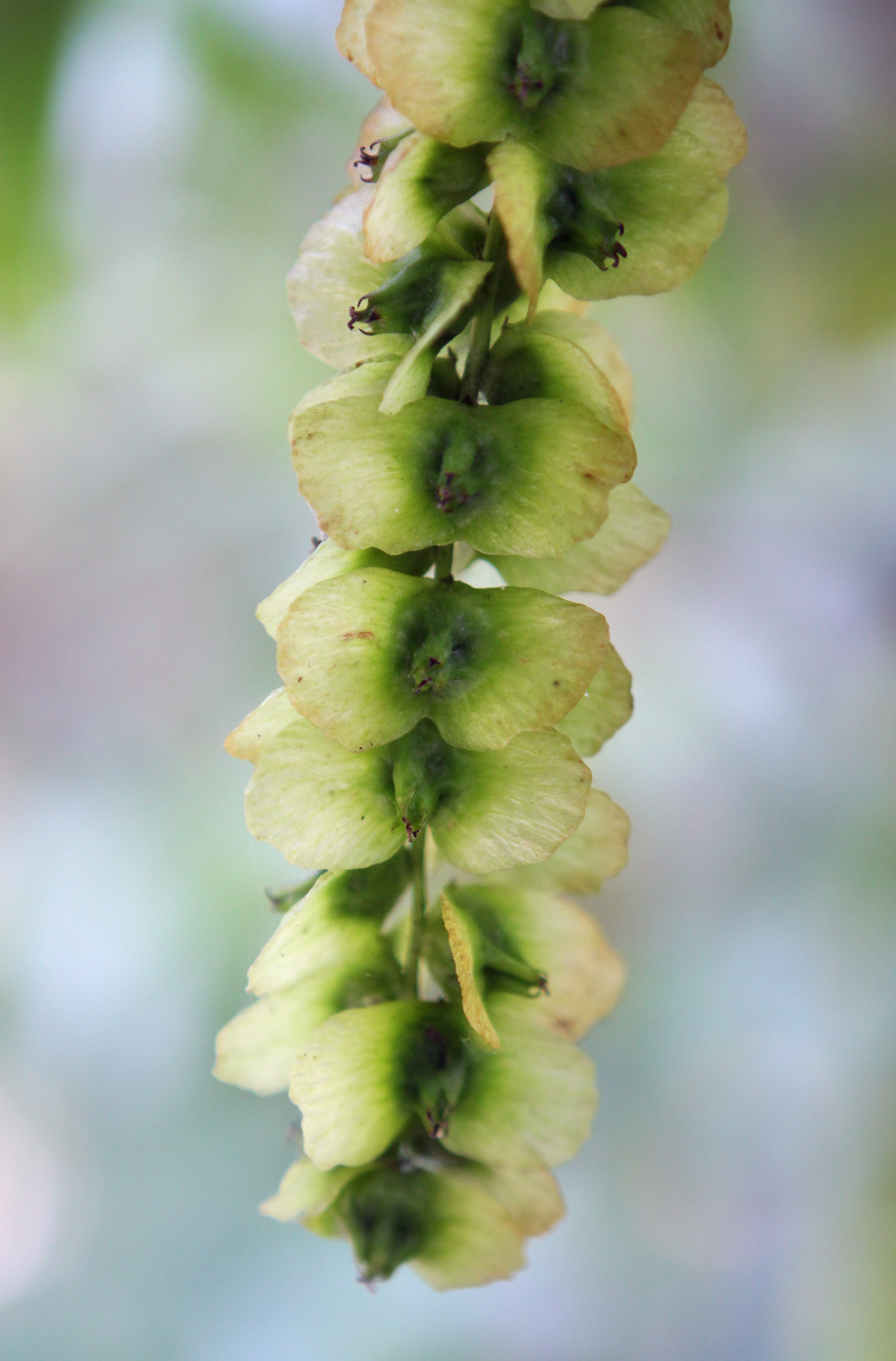 Image of Pterocarya fraxinifolia specimen.