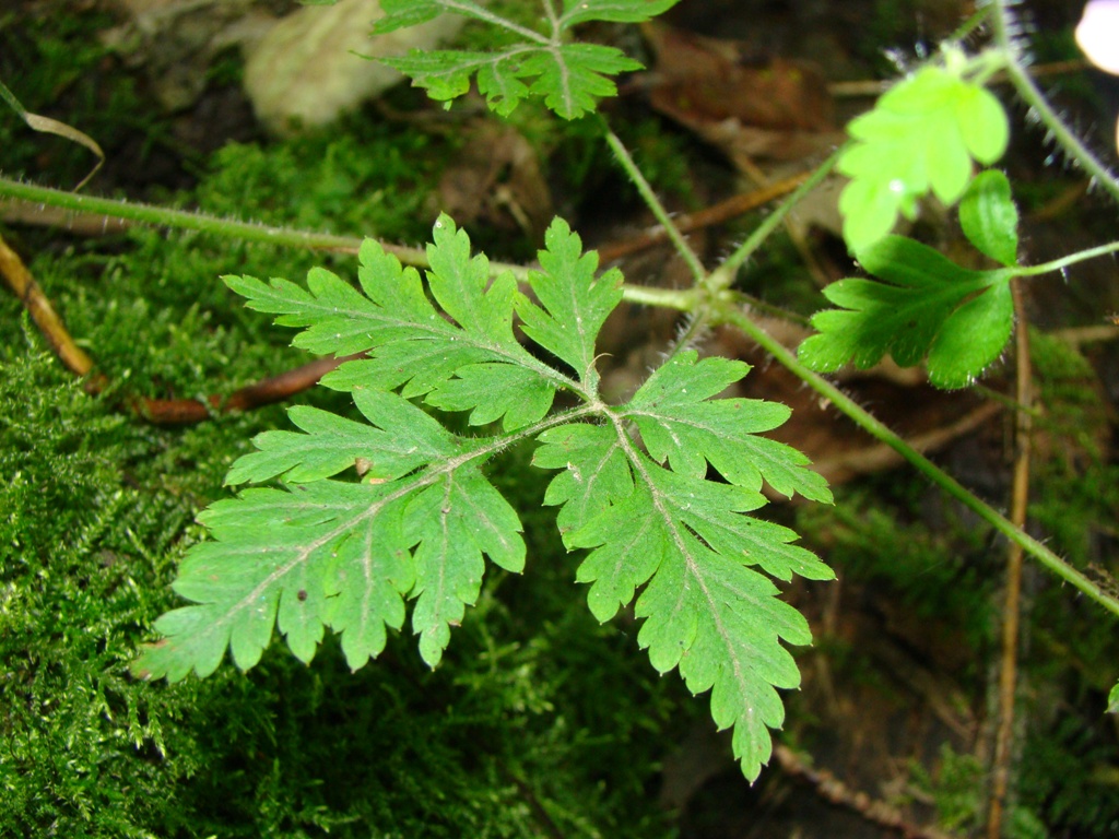 Изображение особи Geranium robertianum.