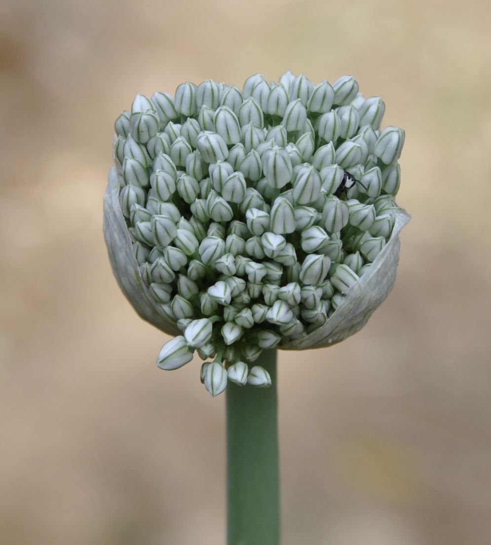 Image of Allium cepa specimen.