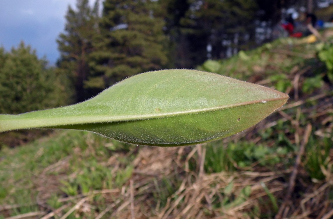 Image of Pulmonaria mollis specimen.