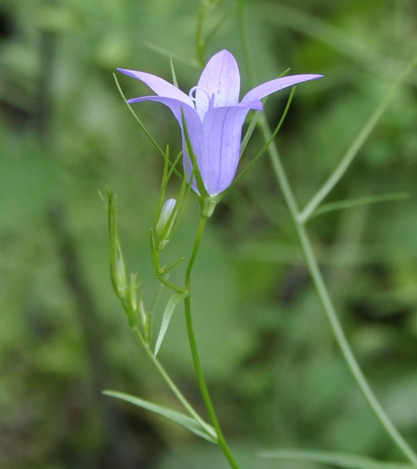 Изображение особи род Campanula.