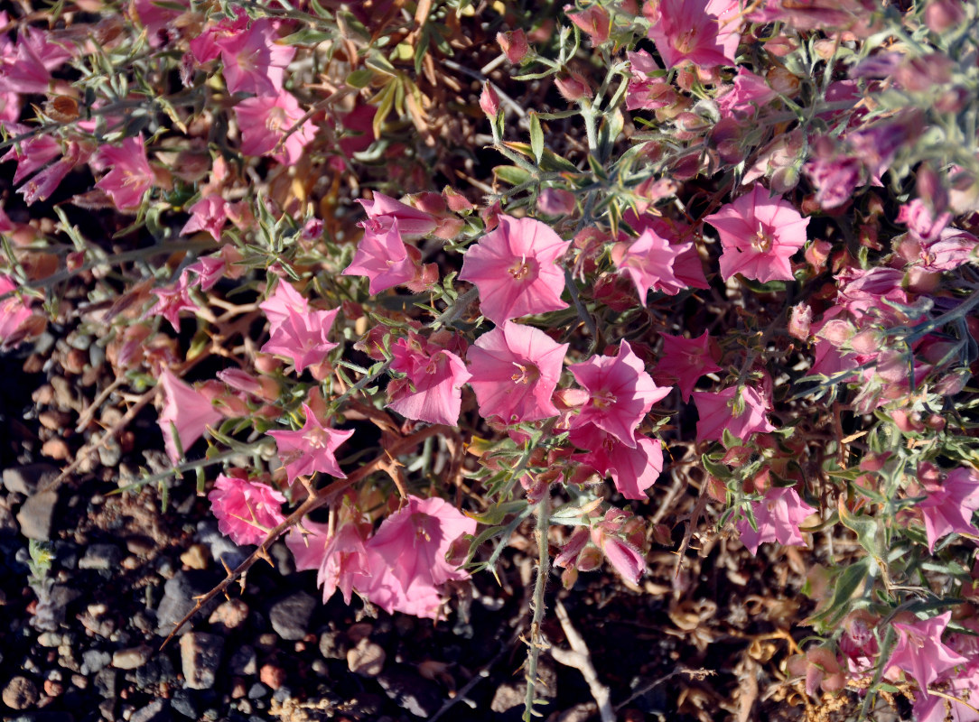 Image of Convolvulus gortschakovii specimen.