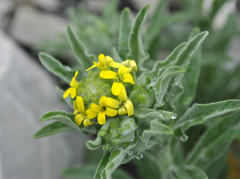 Image of Fibigia eriocarpa specimen.