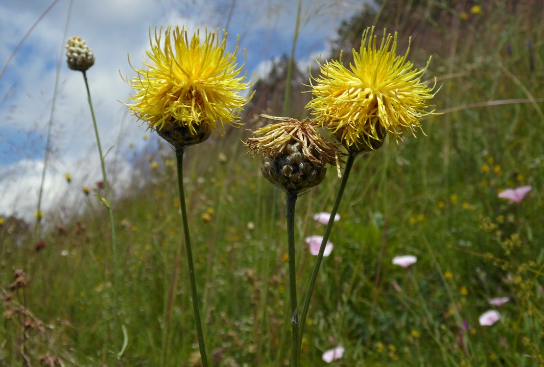 Image of Centaurea orientalis specimen.