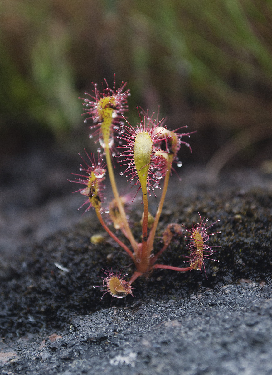 Image of Drosera kihlmanii specimen.