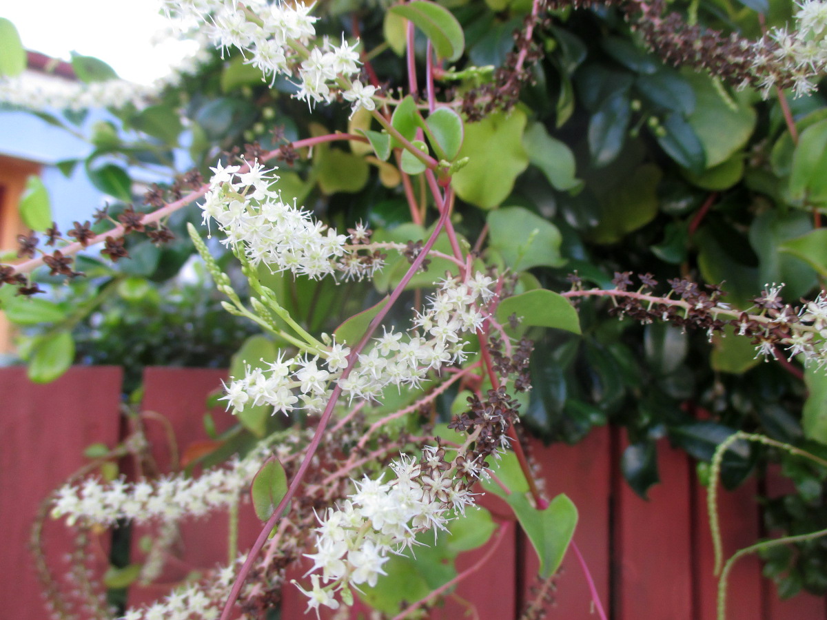 Image of Anredera cordifolia specimen.