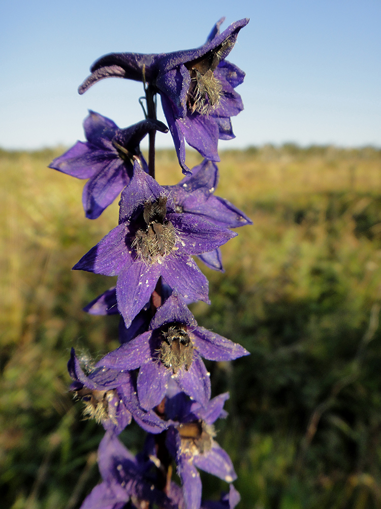 Изображение особи Delphinium crassifolium.