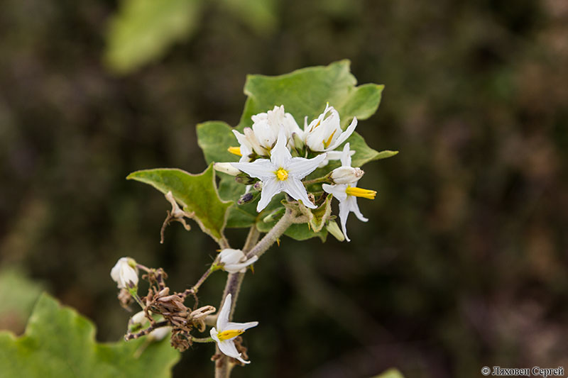 Image of genus Solanum specimen.