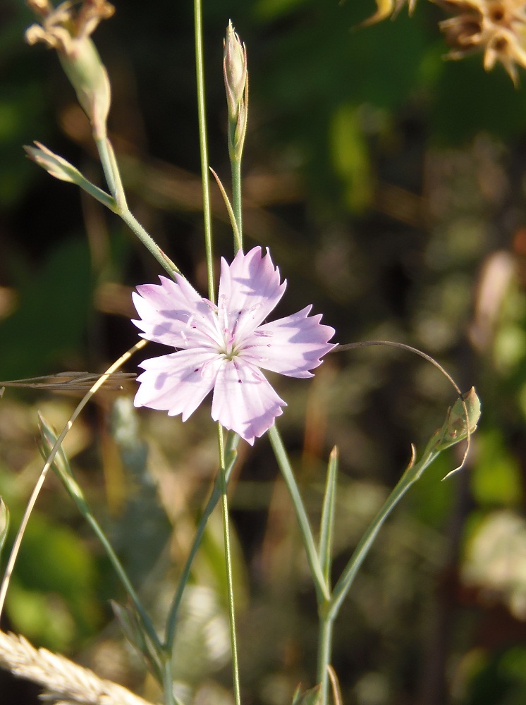 Изображение особи Dianthus pallens.