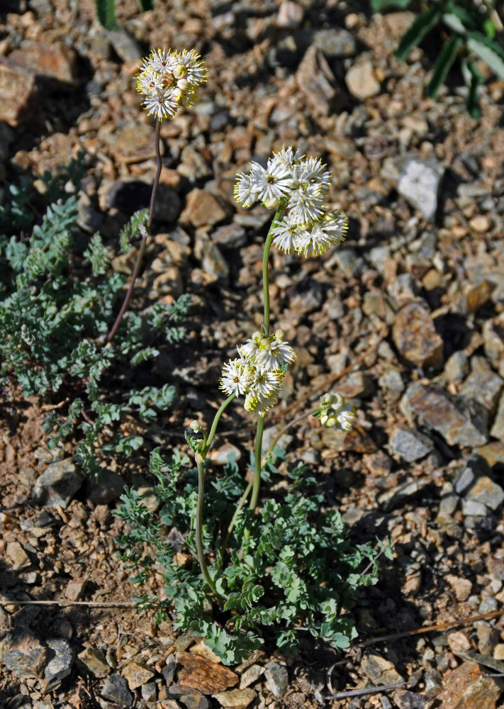 Image of Thalictrum petaloideum specimen.