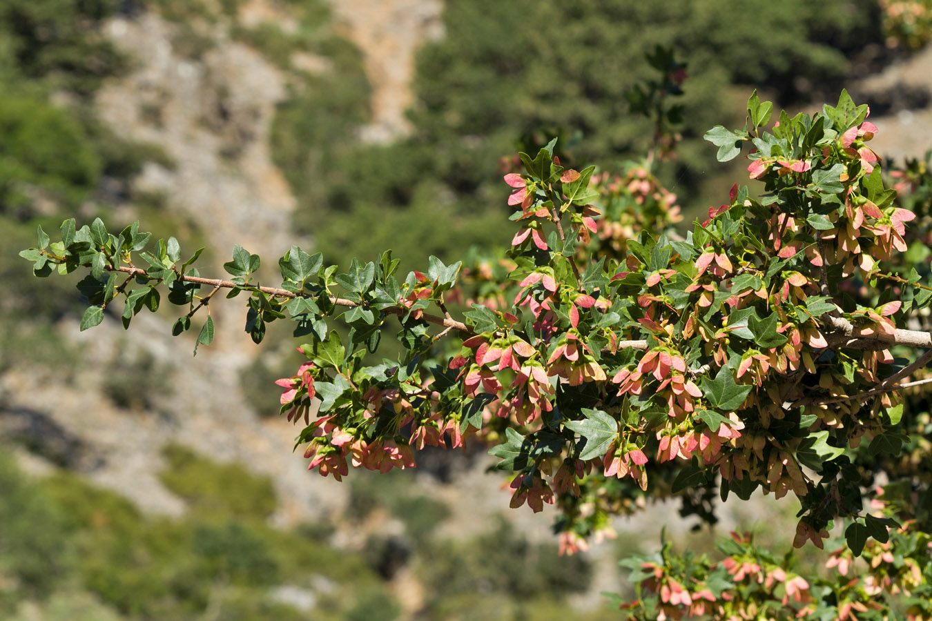 Image of Acer sempervirens specimen.