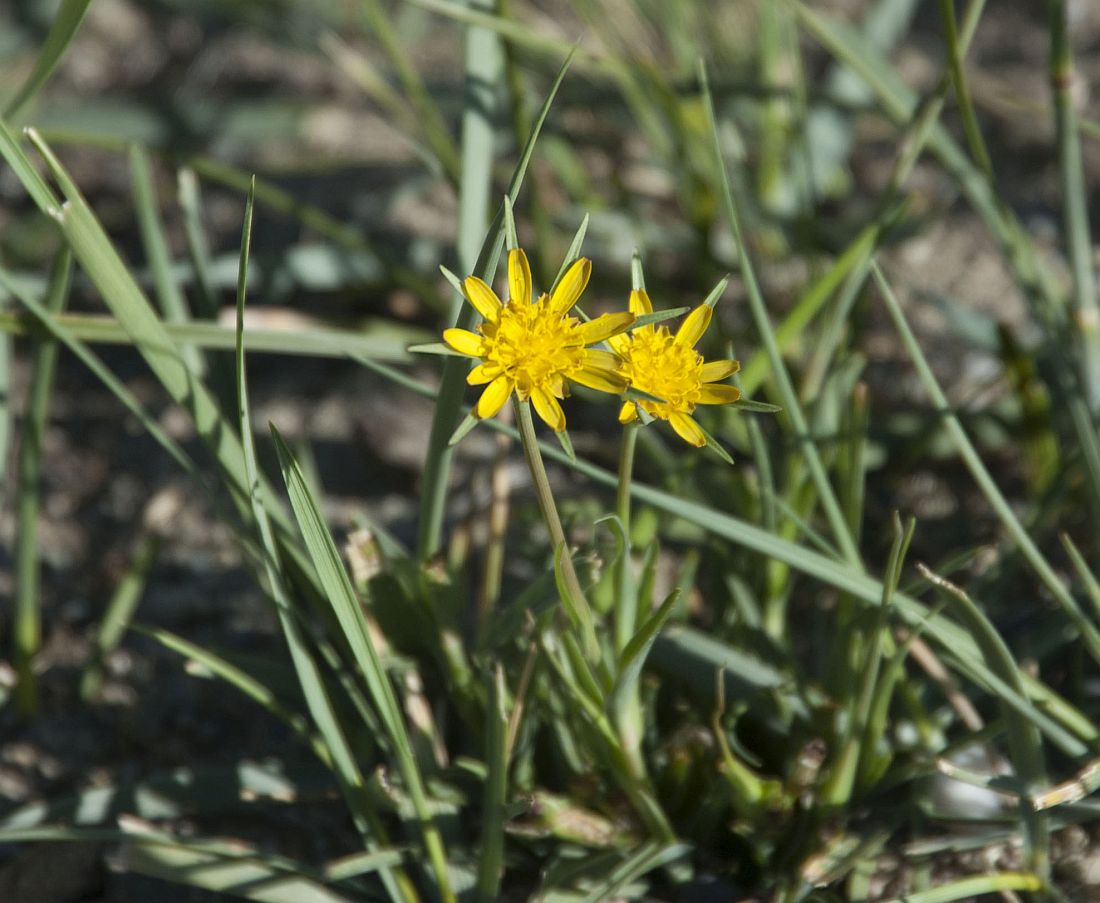 Изображение особи Tragopogon songoricus.