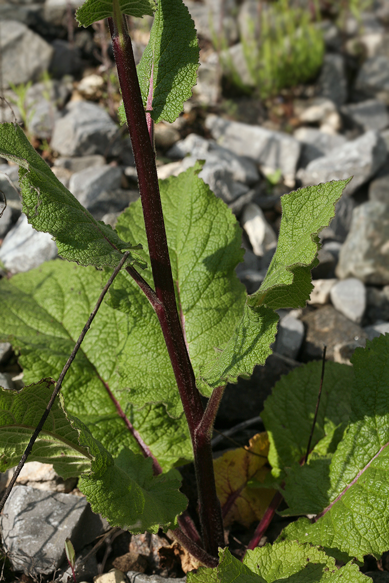 Изображение особи Verbascum nigrum.