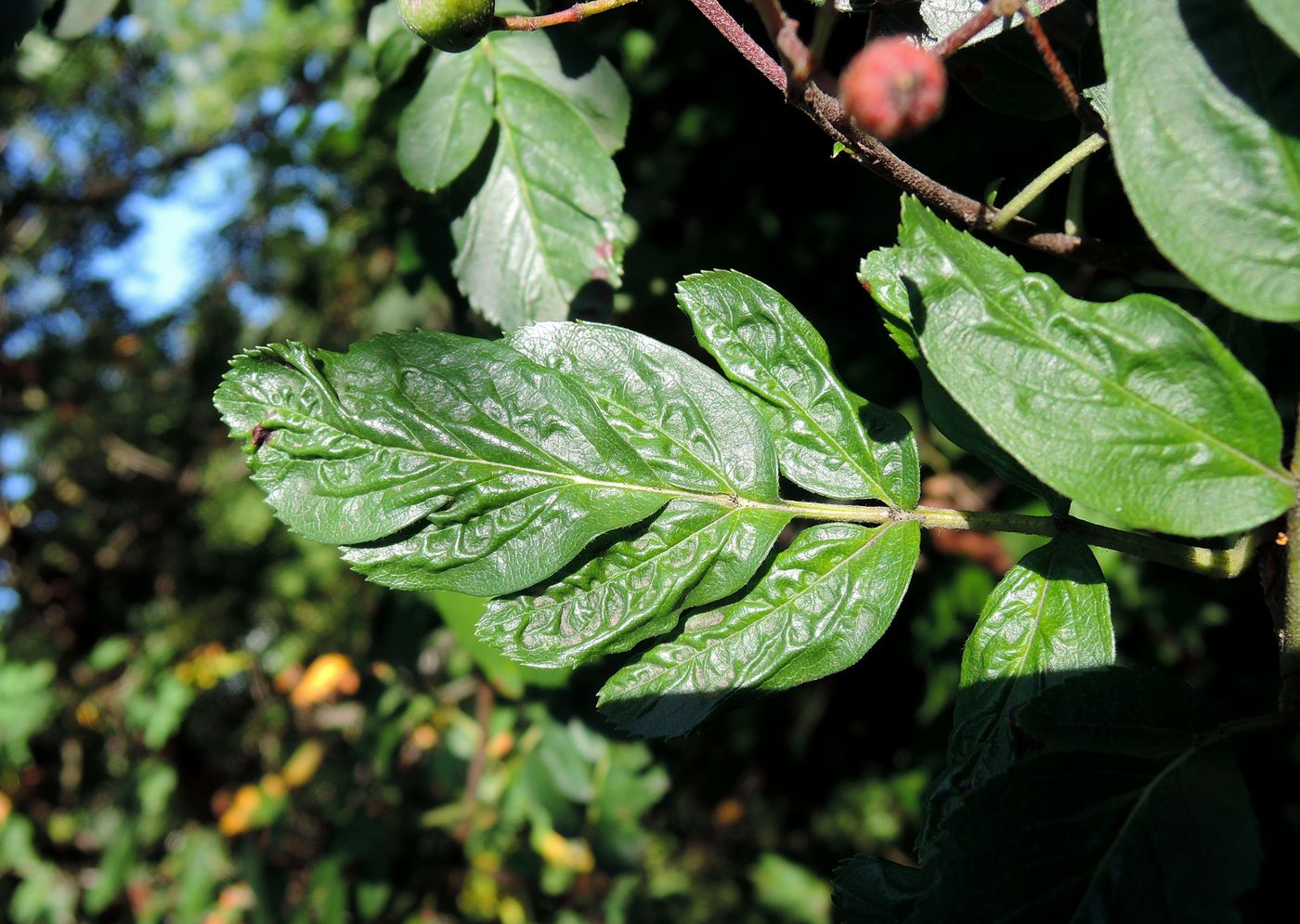 Изображение особи &times; Crataegosorbus miczurinii.