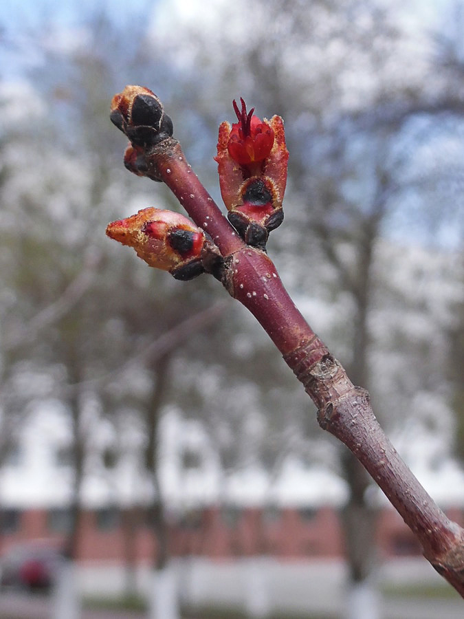 Image of Acer rubrum specimen.