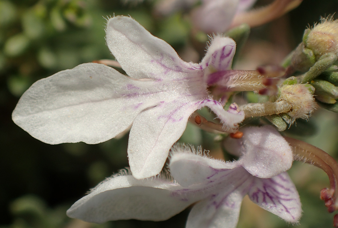 Image of Teucrium brevifolium specimen.