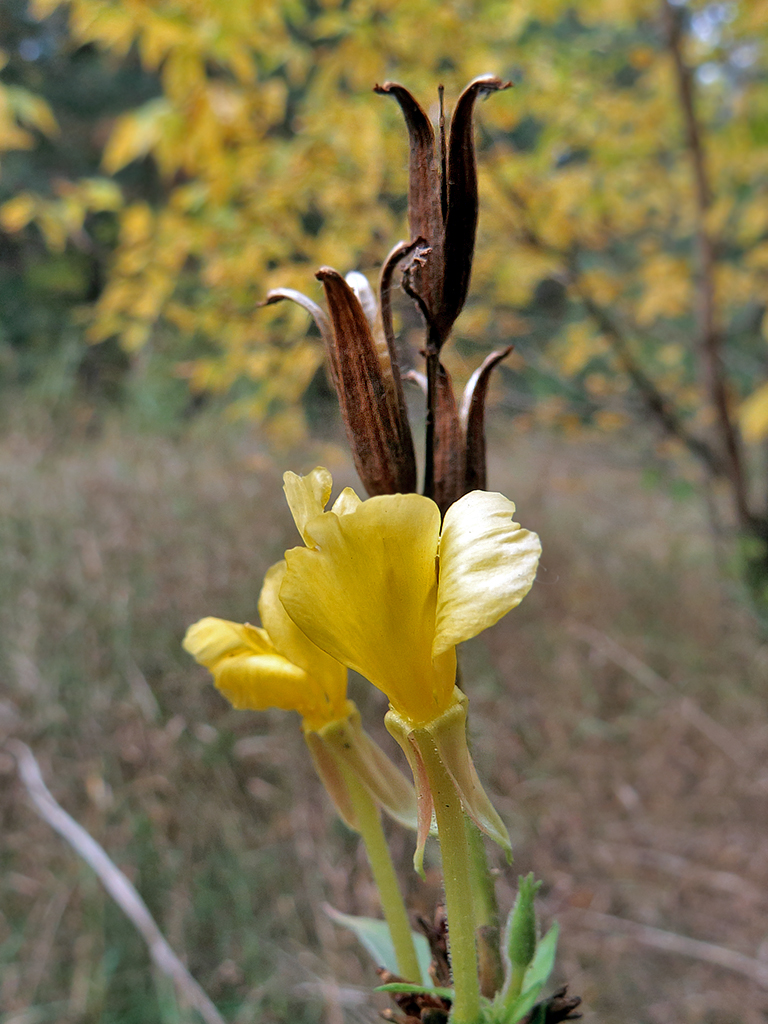 Image of Oenothera biennis specimen.