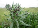 Cynoglossum officinale