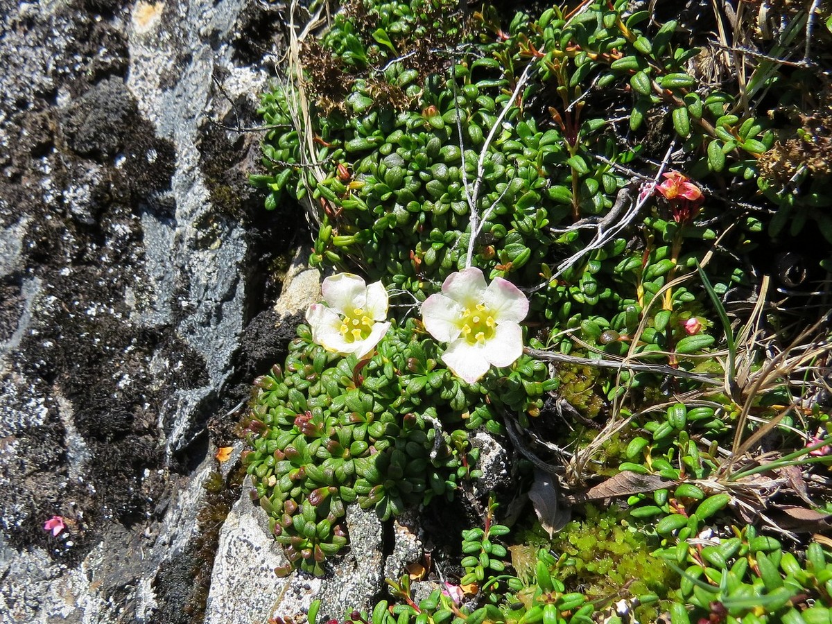 Image of Diapensia obovata specimen.